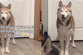 Husky foot stamps video