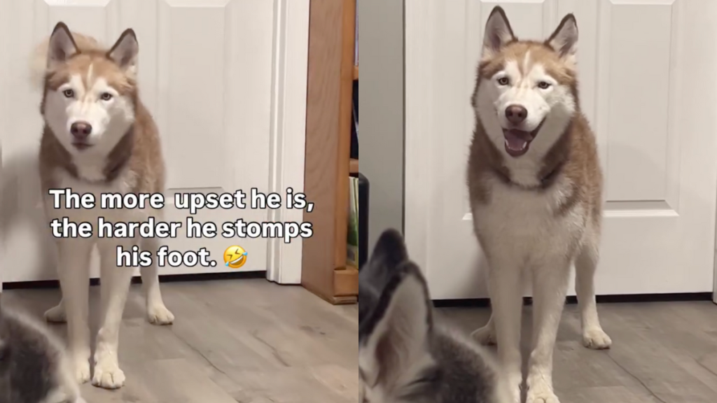Husky foot stamps video
