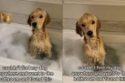 Dog bathtub video