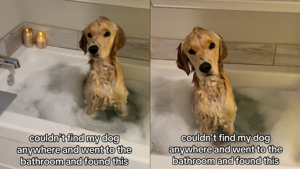 Dog bathtub video