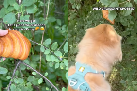 dog croissant video