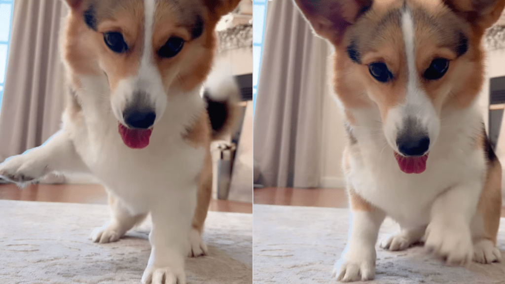 Corgi dance video