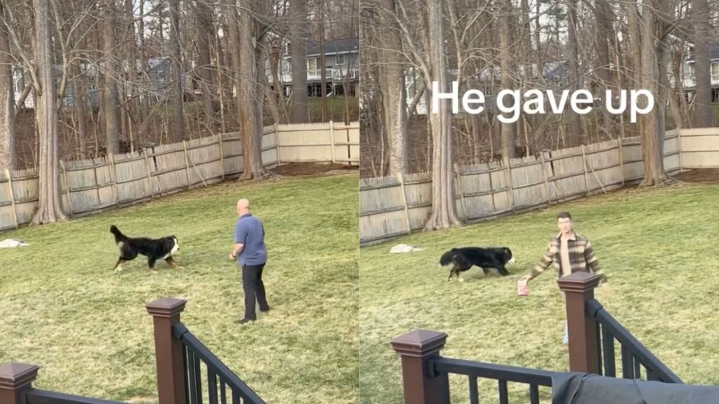 Family has a hard time getting Bernese Mountain Dog inside in video