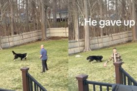 Family has a hard time getting Bernese Mountain Dog inside in video