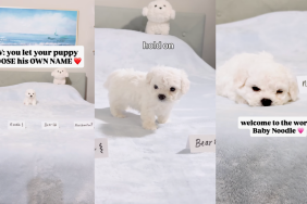 Bichon puppy chooses his own name