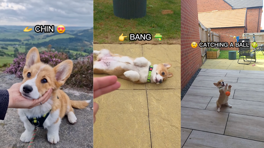 Corgi puppy doing tricks.