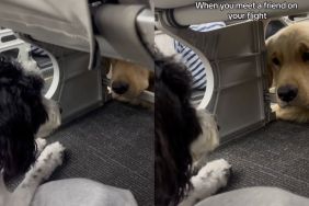 Owner records Bordoodle and Golden Retriever becoming friends on flight in video