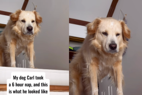 Golden Retriever's post-nap daze.