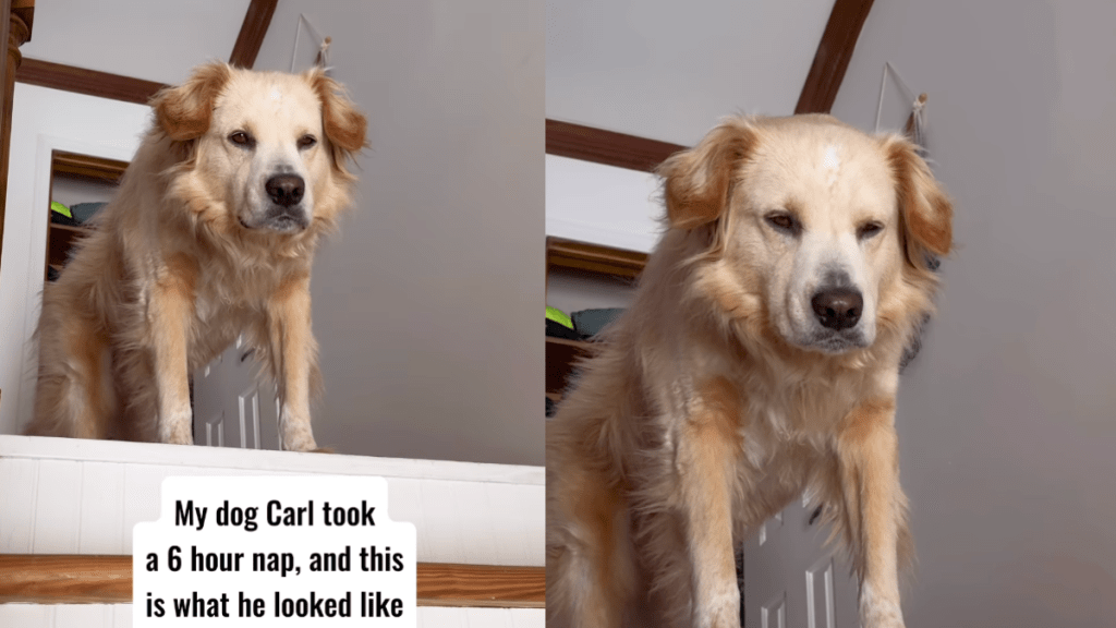 Golden Retriever's post-nap daze.