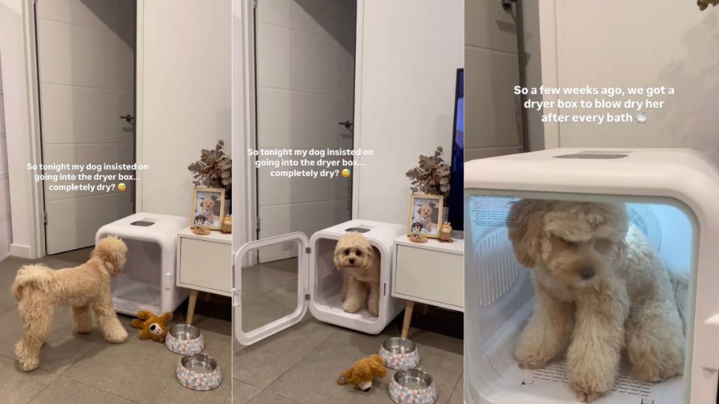 Cavapoo attempts to train owner to give her a treat using dryer box in video