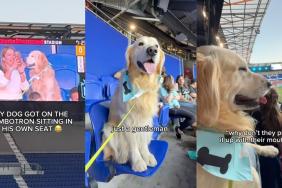 Dog at a soccer game.