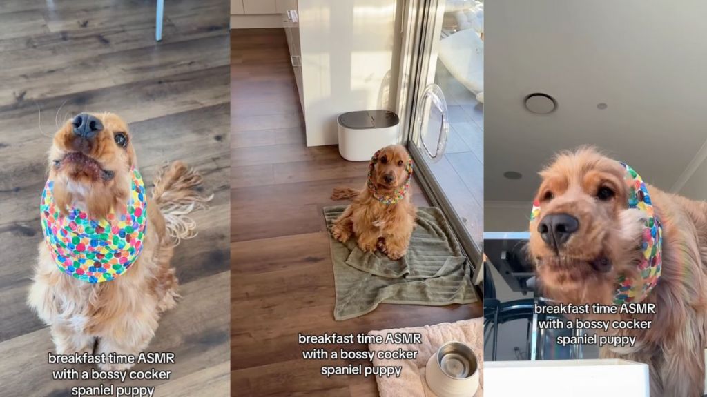 Owner shares Cocker Spaniel's 'breakfast time ASMR' in video