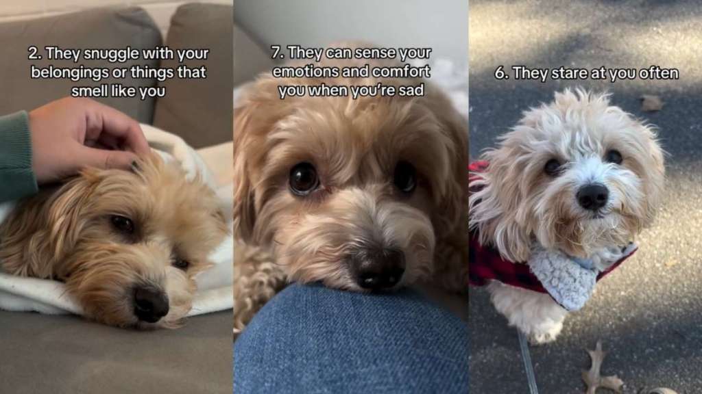 Video: Owner Shares 7 Signs ‘Your Dog Has Imprinted Themselves on You'