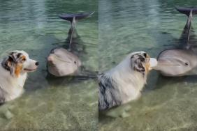 Video: Australian Shepherd Finds a Friend in Dolphin