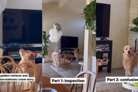 Video: Owner Shares Dog’s ‘Love Story’ With Helium Balloons & It Is Everything