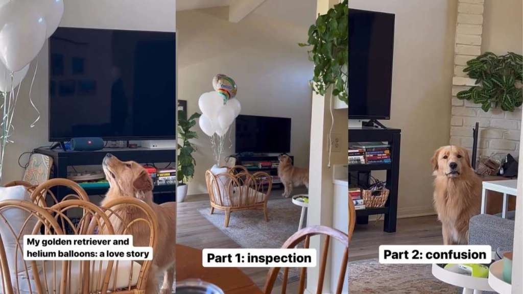 Video: Owner Shares Dog’s ‘Love Story’ With Helium Balloons & It Is Everything