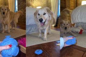 Video: Golden Retriever Suspicious of Whoopee Cushion Doesn’t Come Anywhere Near It