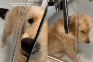 Dog wants his human to let him in the shower.