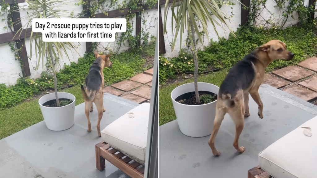 Rescue puppy lizard video