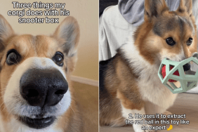 Corgi snooter box video