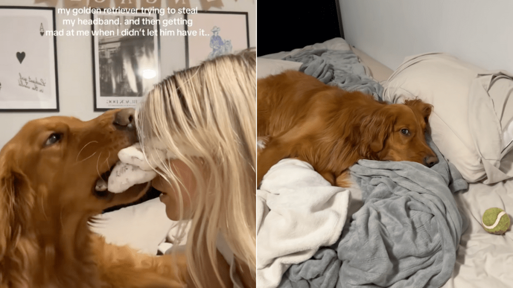 Golden Retriever headband video