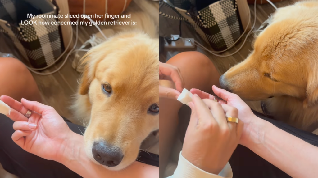 Golden Retriever video