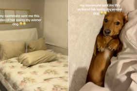 Dachshund roommate video
