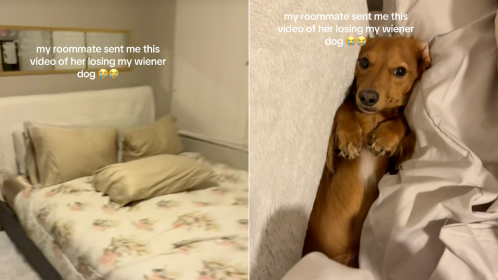 Dachshund roommate video