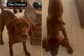Vizsla puppy treats video