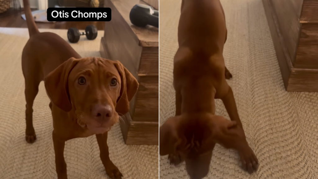 Vizsla puppy treats video