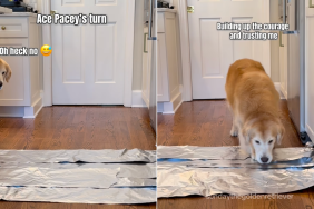 Golden Retriever aluminum foil