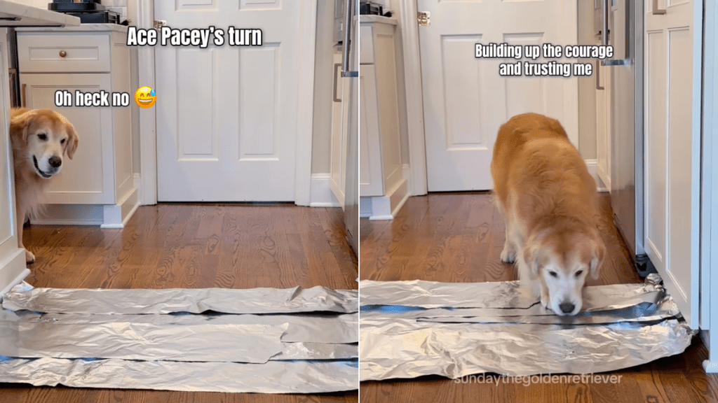 Golden Retriever aluminum foil