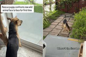rescue puppy lizard video