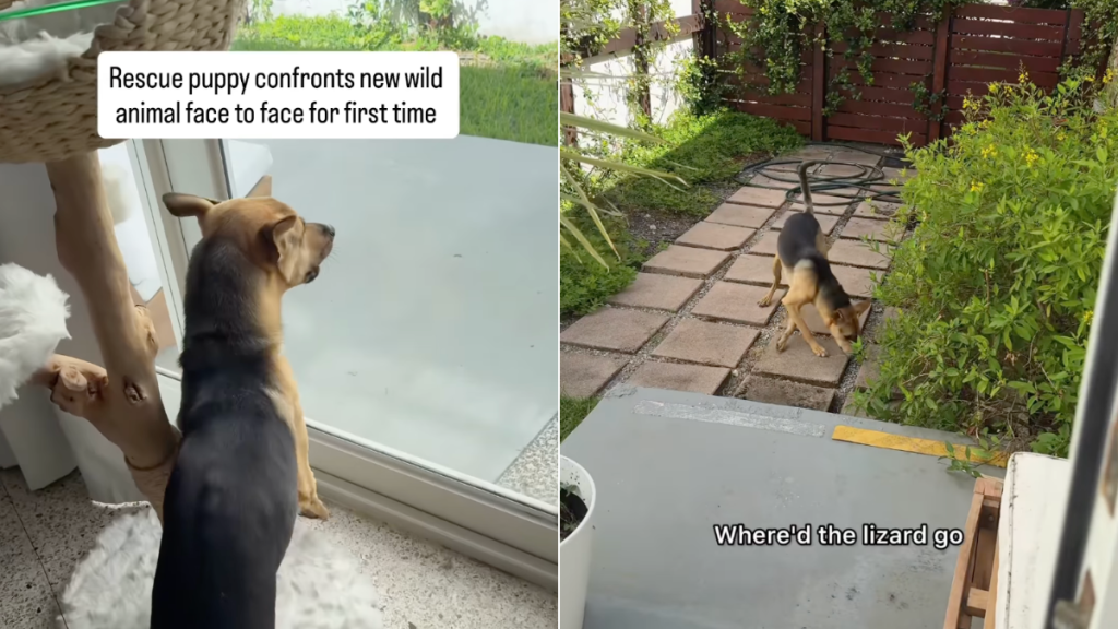 rescue puppy lizard video