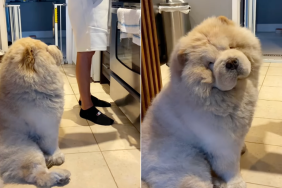 Chow Chow dad video