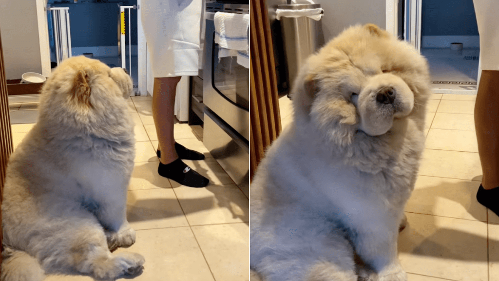 Chow Chow dad video