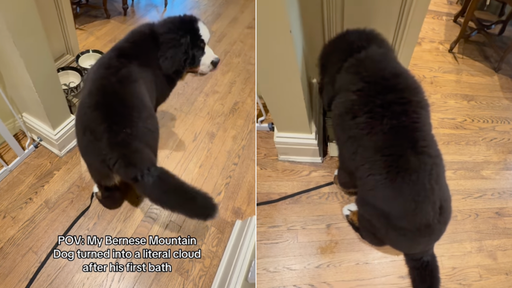 Bernese Mountain Dog bath video