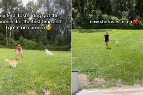 Foster dog zoomies video