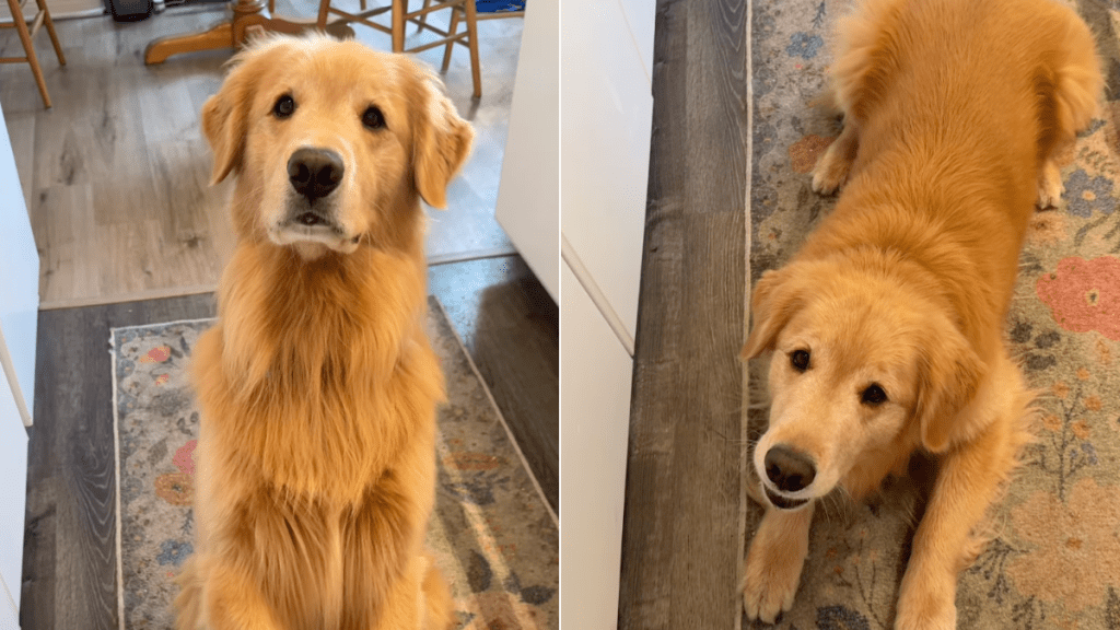 Golden Retriever train video