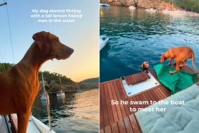 dogs meeting lake video