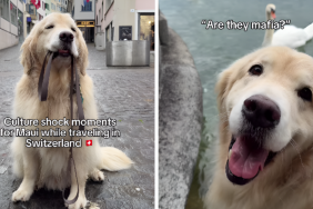 Golden Retriever Tours Switzerland Like a Pro in Cute Travel Video