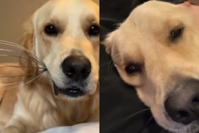 Video: Owner Shares Things Golden Retriever Does That Make No Sense
