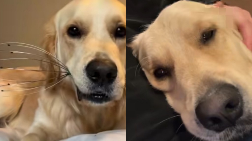 Video: Owner Shares Things Golden Retriever Does That Make No Sense