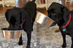 Video: Labrador Demands Food, but Not in the Way You're Used to Seeing Them Do