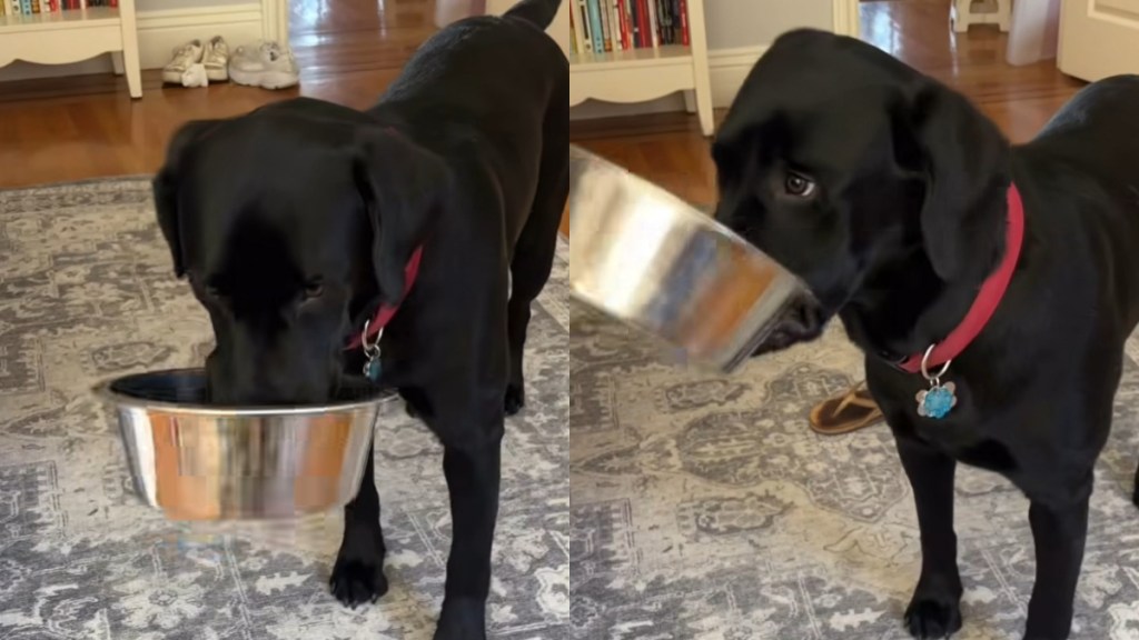 Video: Labrador Demands Food, but Not in the Way You're Used to Seeing Them Do