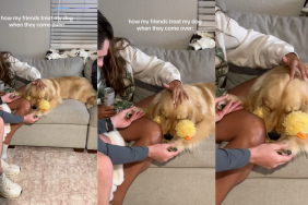 Golden Retriever getting pampered