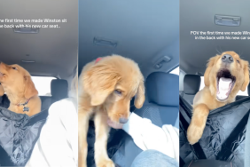 Golden pup protests being put in the back seat
