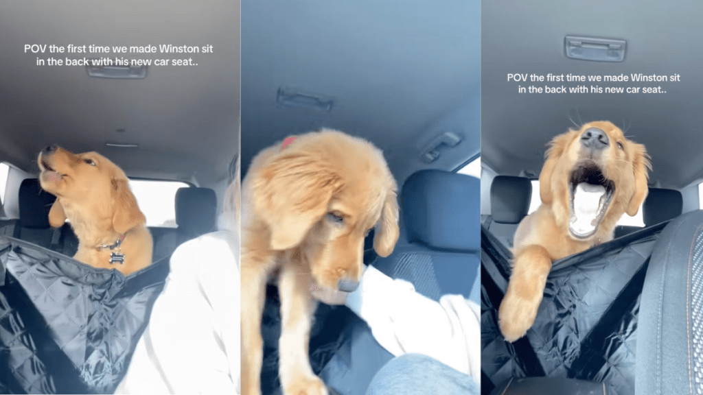 Golden pup protests being put in the back seat