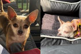 Dog pet profile video