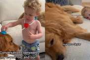 Golden Retriever toddler video